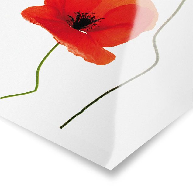Poster - Charming Poppies - Hochformat 3:2