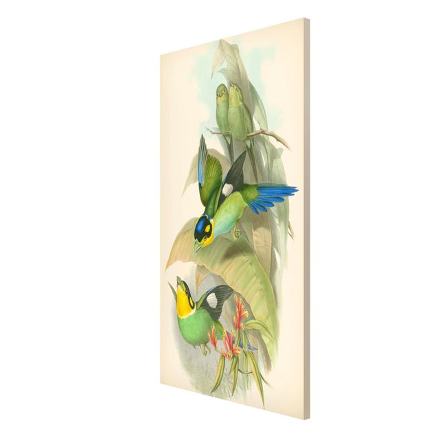 Magnettafel - Vintage Illustration Tropische Vögel - Memoboard Hochformat 4:3