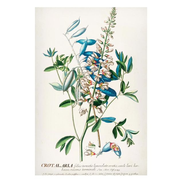 Magnettafel - Vintage Botanik Illustration Hülsenfrüchte - Memoboard Hochformat 3:2