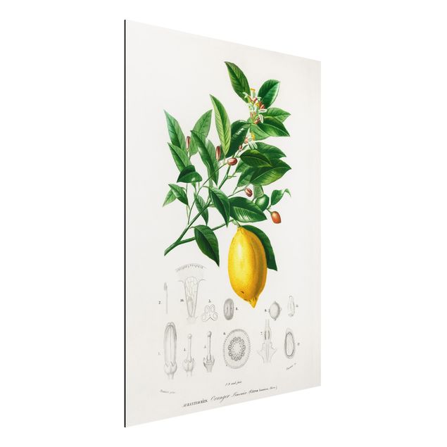 Aluminium Print gebürstet - Botanik Vintage Illustration Zitrone - Hochformat 4:3