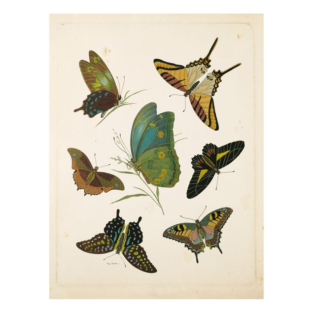 Forex Fine Art Print - Vintage Illustration Exotische Schmetterlinge - Hochformat 4:3