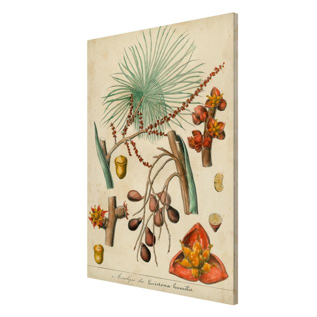 Magnettafel - Vintage Lehrtafel Exotische Palmen III - Memoboard Hochformat 3:2