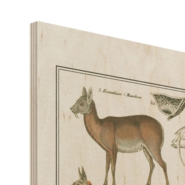 Holzbild - Vintage Lehrtafel Giraffe, Kamel und Lama - Hochformat 4:3
