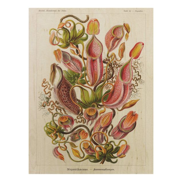 Holzbild - Vintage Lehrtafel Pflanzenillustration Rot Grün - Hochformat 4:3