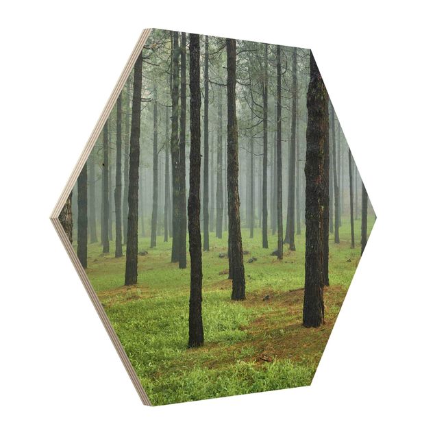 Hexagon Bild Holz - Tiefer Wald mit Kiefern auf La Palma