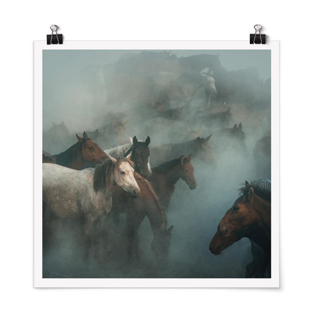 Poster - Wilde Pferde - Quadrat 1:1