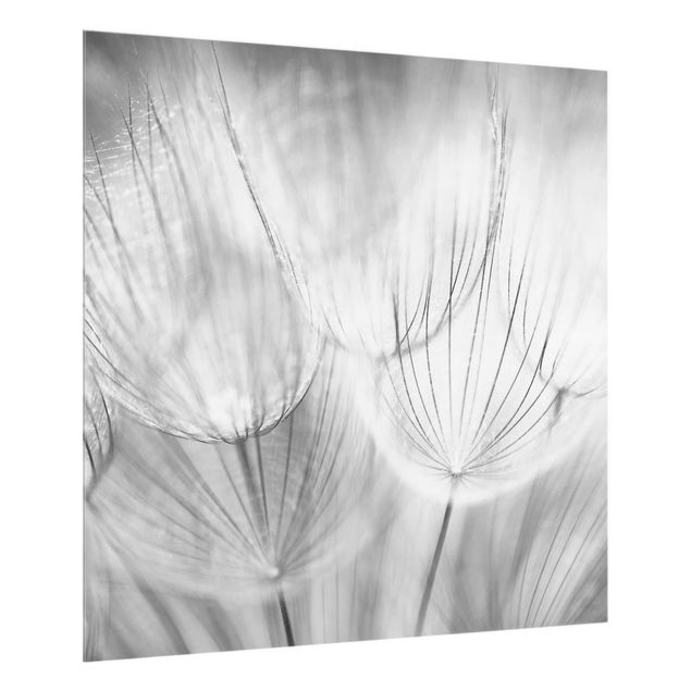 Glas Spritzschutz - Pusteblumen Makroaufnahme in schwarz weiß - Quadrat - 1:1