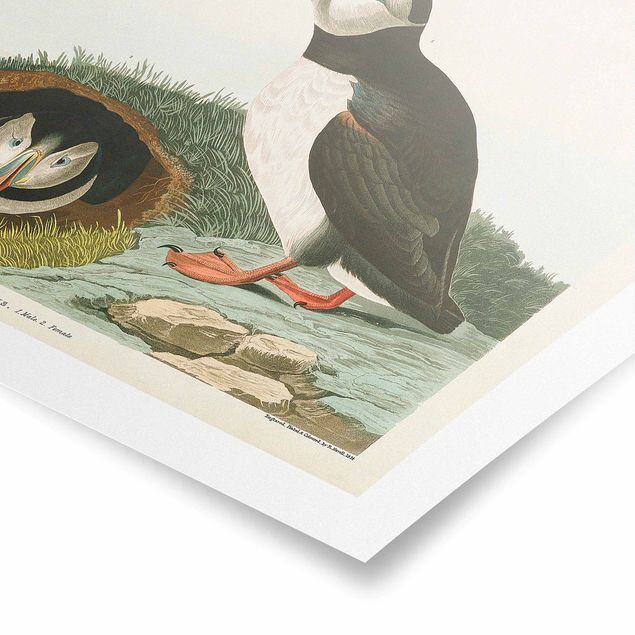 Poster - Vintage Lehrtafel Papageientaucher - Querformat 2:3