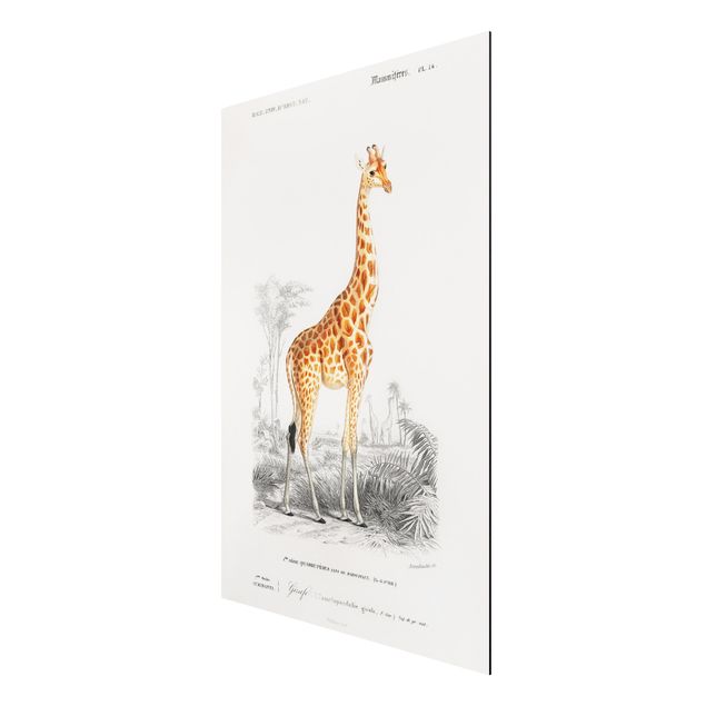 Aluminium Print gebürstet - Vintage Lehrtafel Giraffe - Hochformat 3:2