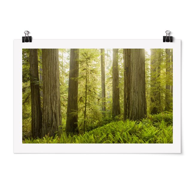 Poster - Redwood State Park Waldblick - Querformat 2:3