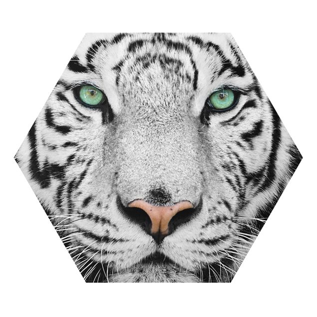 Hexagon Bild Forex - Weißer Tiger