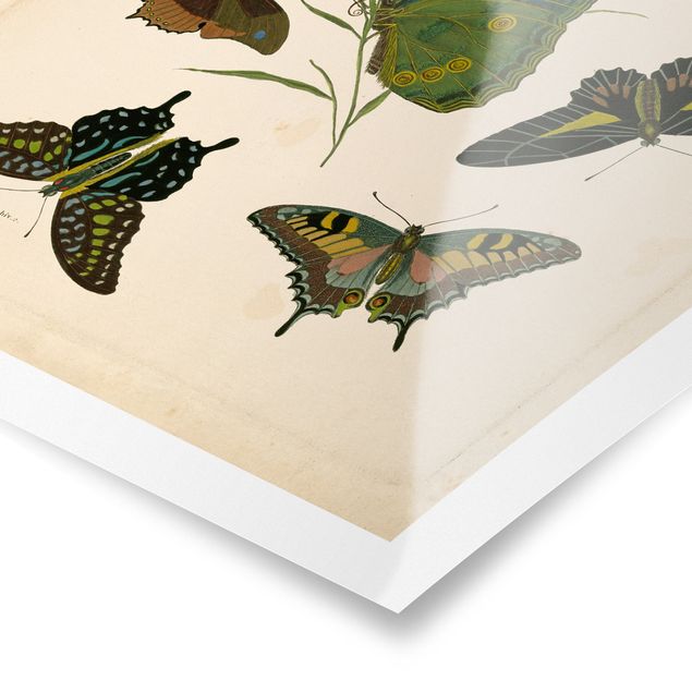 Poster - Vintage Illustration Exotische Schmetterlinge - Hochformat 4:3