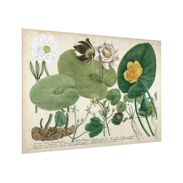 Glas Spritzschutz - Vintage Illustration Weiße Wasserlilie - Querformat - 4:3