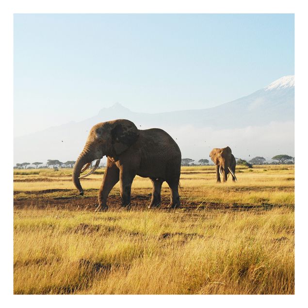 Forexbild - Elefanten vor dem Kilimanjaro in Kenya