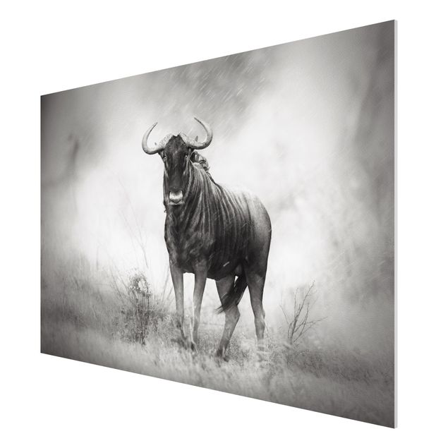 Forexbild - Staring Wildebeest