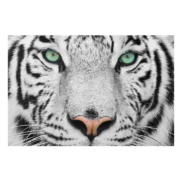 Forexbild - Weißer Tiger