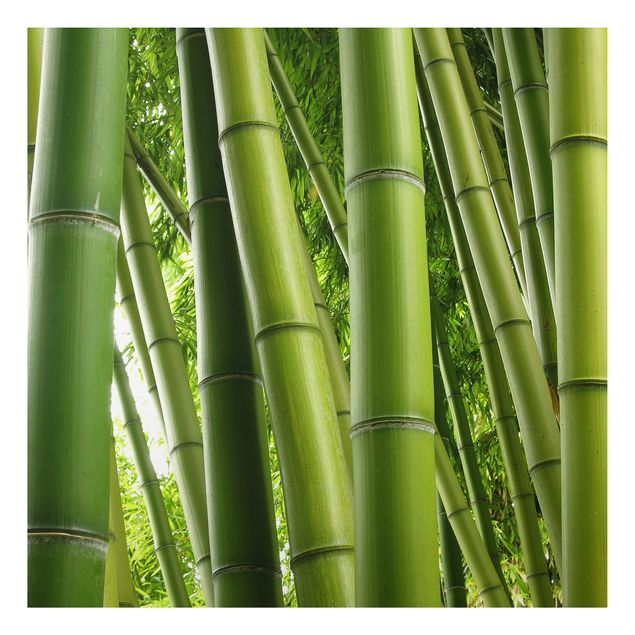 Alu-Dibond Bild - Bamboo Trees No.1