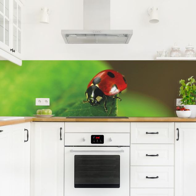 Küchenrückwand - Lady Bird