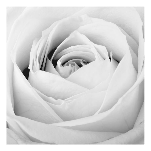 Alu-Dibond Bild - Close Up Rose