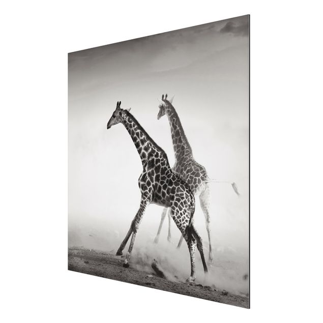 Alu-Dibond Bild - Giraffenjagd