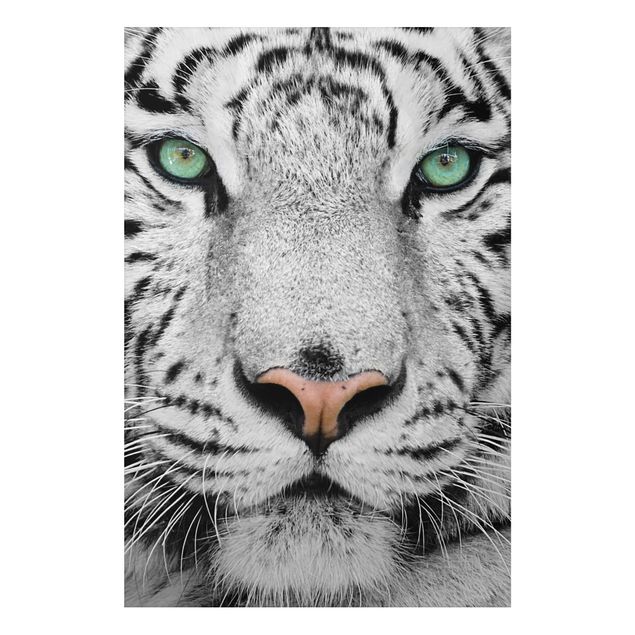 Alu-Dibond Bild - Weißer Tiger