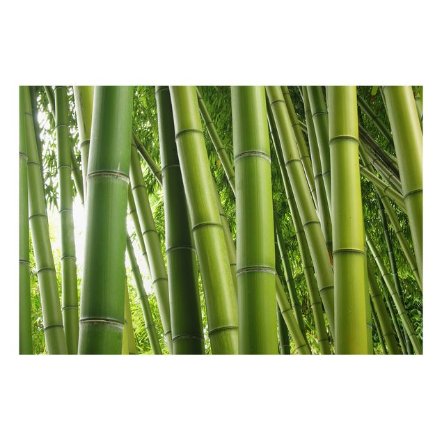 Alu-Dibond Bild - Bamboo Trees No.1
