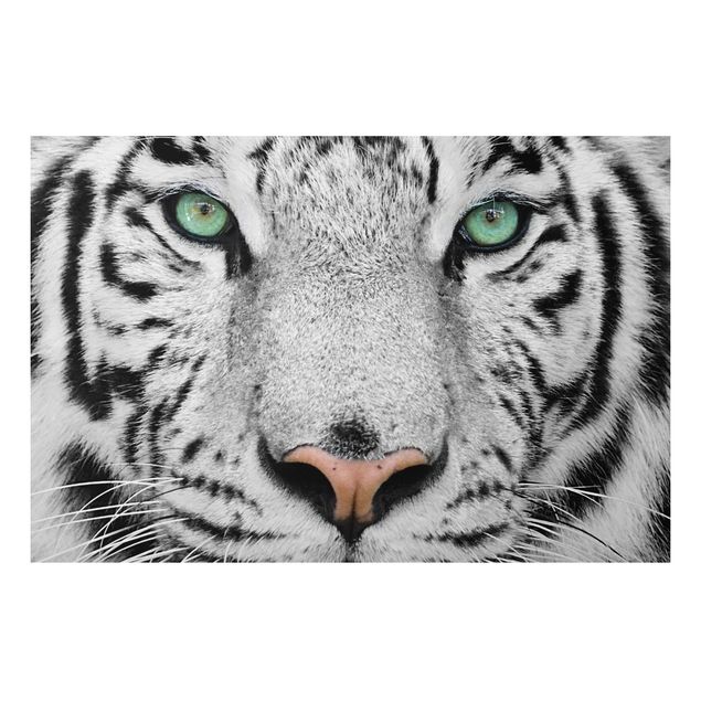 Alu-Dibond Bild - Weißer Tiger