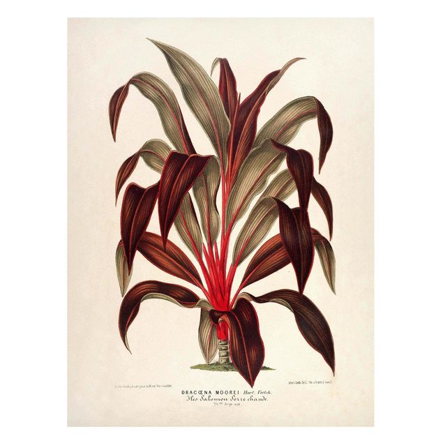 Magnettafel - Botanik Vintage Illustration Drachenbaum - Memoboard Hochformat 4:3