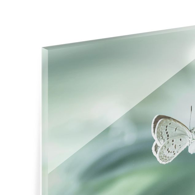 Spritzschutz Glas - Schmetterling und Tautropfen in Pastellgrün - Querformat - 2:1