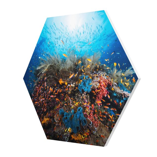 Hexagon Bild Forex - Lagune Unterwasser