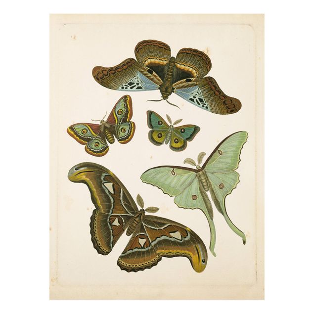 Forex Fine Art Print - Vintage Illustration Exotische Schmetterlinge II - Hochformat 4:3