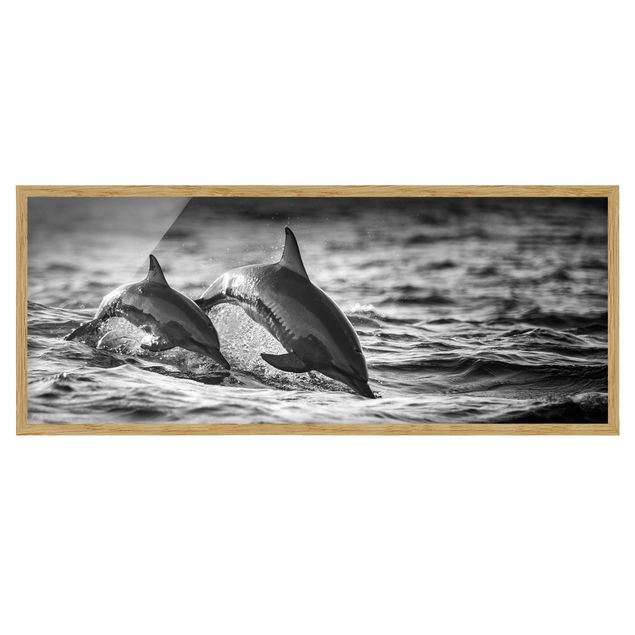 Bild mit Rahmen - Zwei springende Delfine - Panorama Querformat