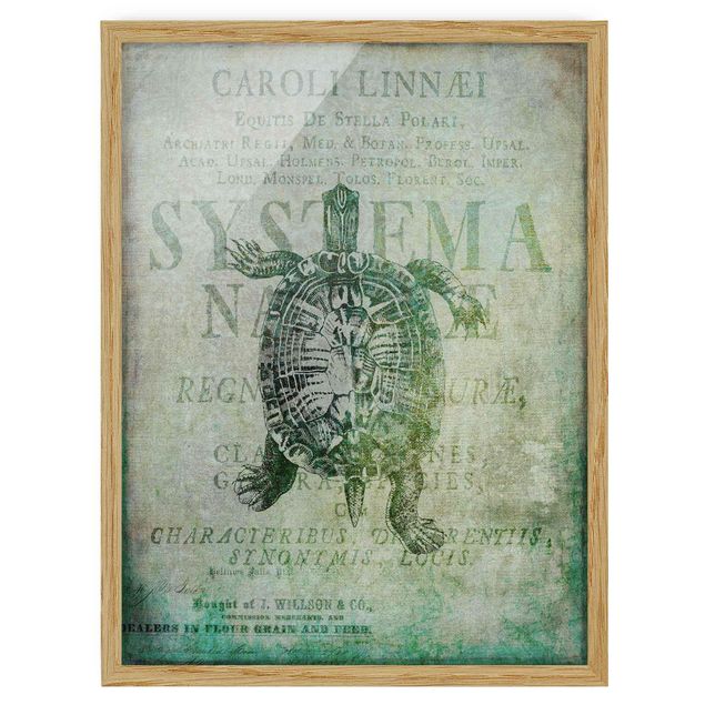Bild mit Rahmen - Vintage Collage - Antike Schildkröte - Hochformat 4:3