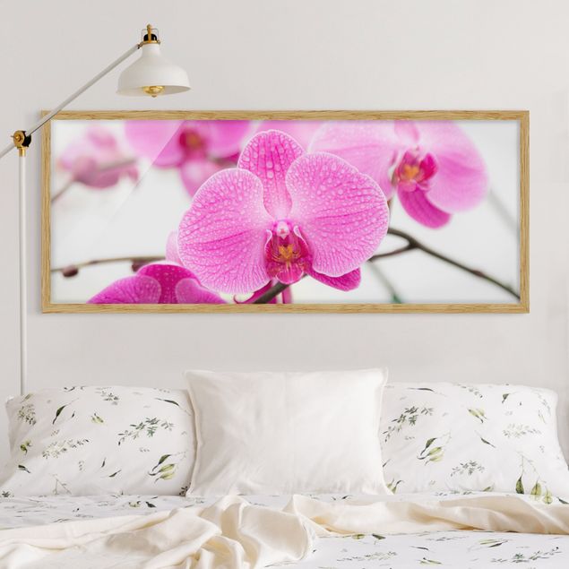Bild mit Rahmen - Nahaufnahme Orchidee - Panorama Querformat