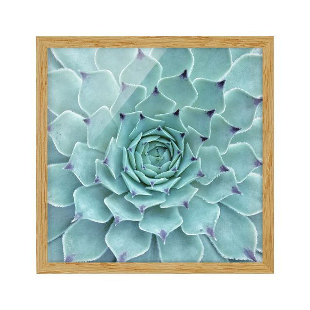 Bild mit Rahmen - Kaktus Agave - Quadrat 1:1