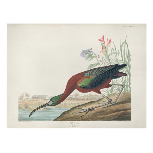 Leinwandbild - Vintage Lehrtafel Brauner Ibis - Querformat 3:4