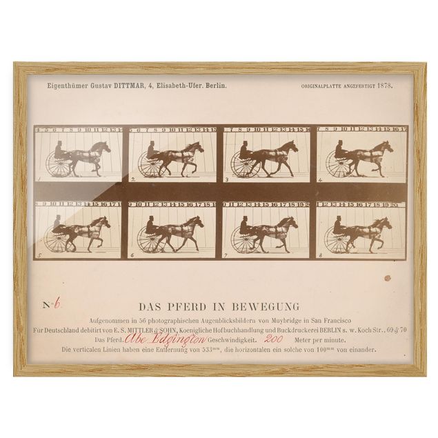 Bild mit Rahmen - Eadweard Muybridge - Das Pferd in Bewegung - Querformat 3:4