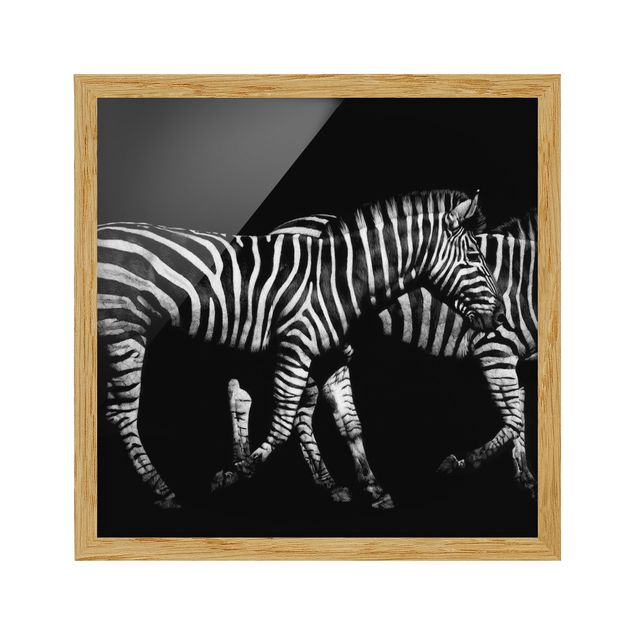 Bild mit Rahmen - Zebra vor Schwarz - Quadrat 1:1