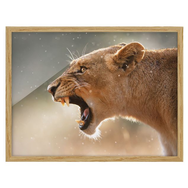 Bild mit Rahmen - Löwin auf der Jagd - Querformat 3:4