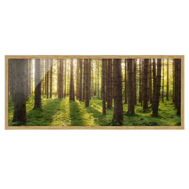Bild mit Rahmen - Sonnenstrahlen in grünem Wald - Panorama Querformat