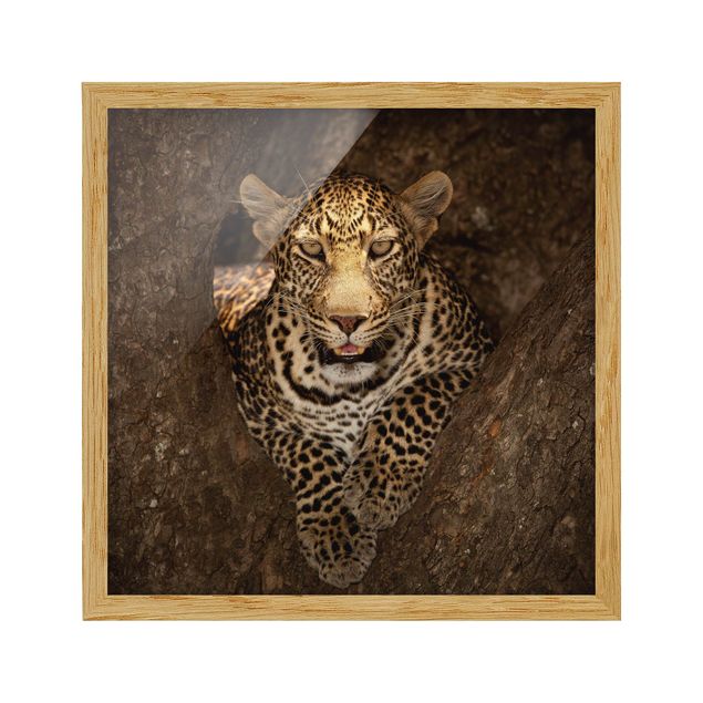 Bild mit Rahmen - Leopard ruht auf einem Baum - Quadrat 1:1