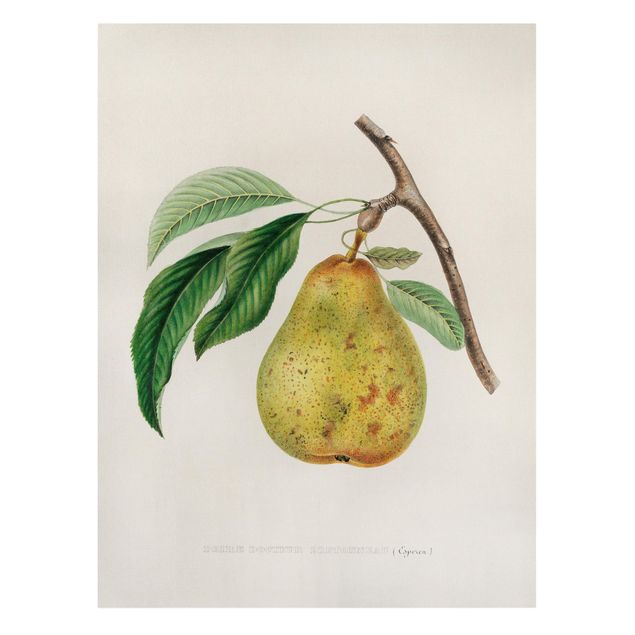 Leinwandbild - Botanik Vintage Illustration Gelbe Birne - Hochformat 4:3