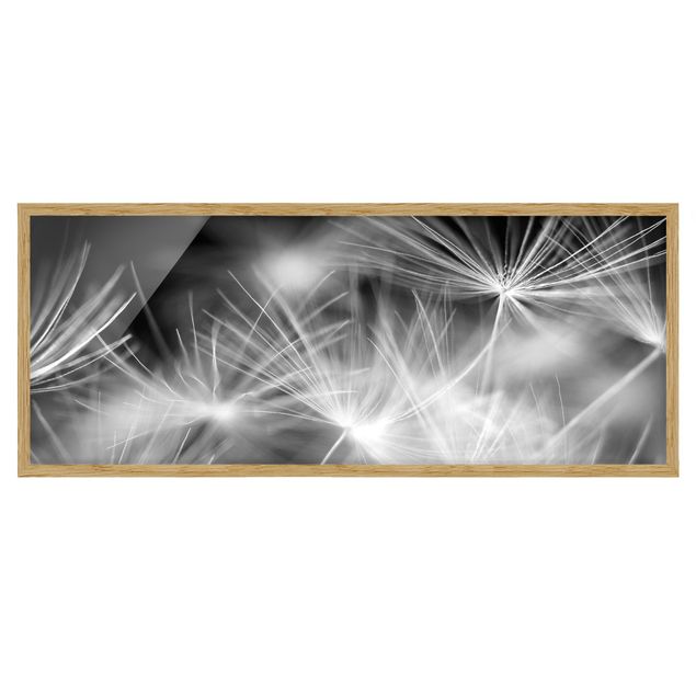 Bild mit Rahmen - Bewegte Pusteblumen Nahaufnahme auf schwarzem Hintergrund - Panorama Querformat