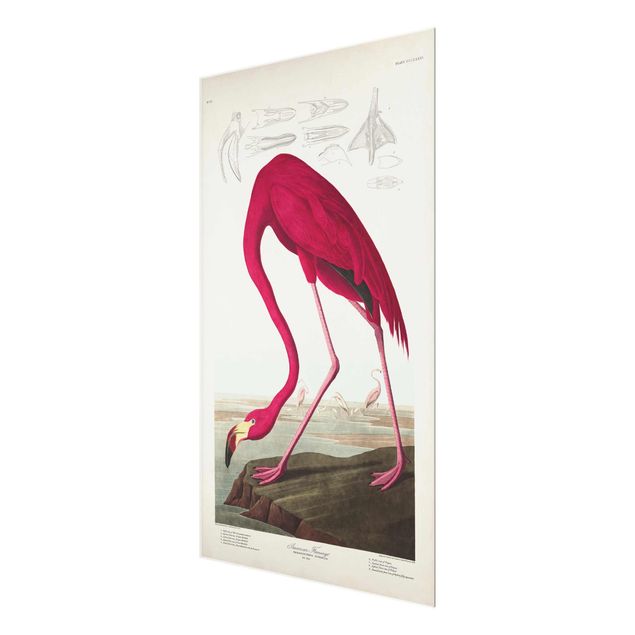 Glasbild - Vintage Lehrtafel Amerikanischer Flamingo - Hochformat 3:2