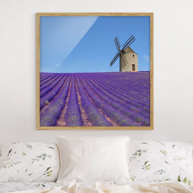 Bild mit Rahmen - Lavendelduft in der Provence - Quadrat 1:1