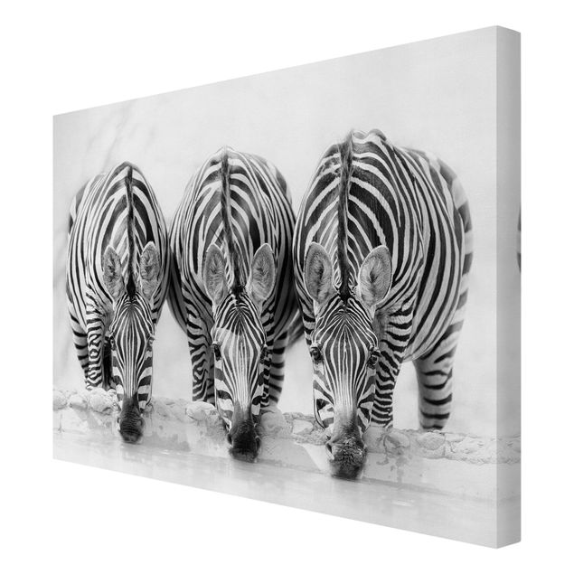 Leinwandbild - Zebra Trio schwarz-weiß - Querformat 3:4