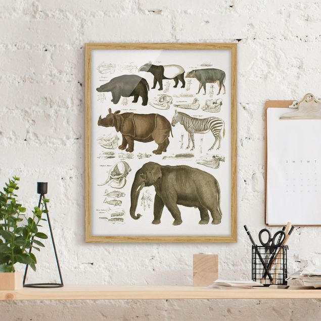 Bild mit Rahmen - Vintage Lehrtafel Elefant, Zebra und Nashorn - Hochformat 4:3