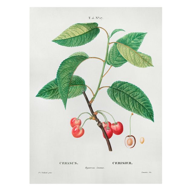 Leinwandbild - Botanik Vintage Illustration Rote Kirschen - Hochformat 4:3