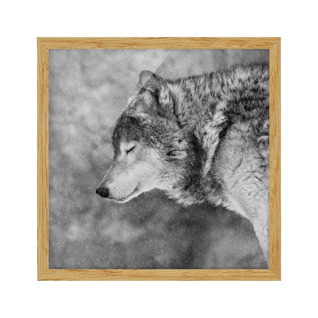 Bild mit Rahmen - Winter Wolf - Quadrat 1:1