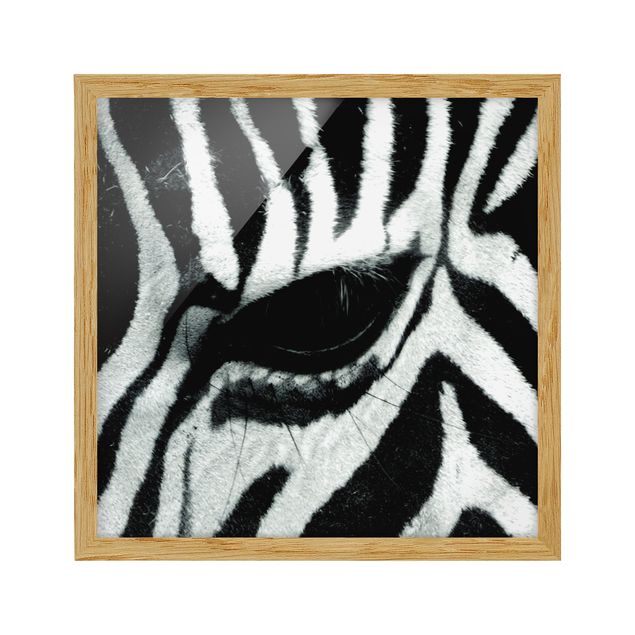 Bild mit Rahmen - Zebra Crossing No.4 - Quadrat 1:1